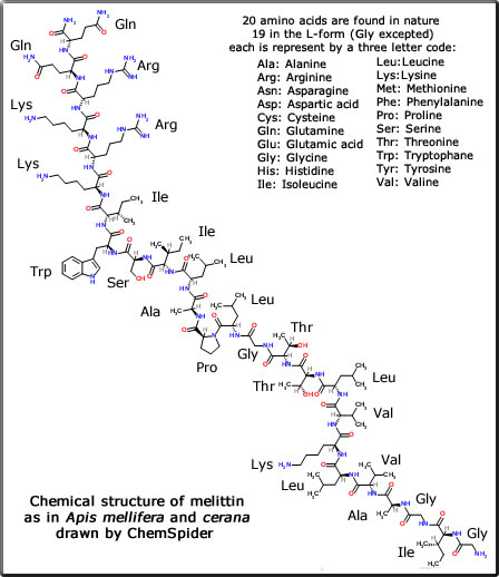 melittin structure